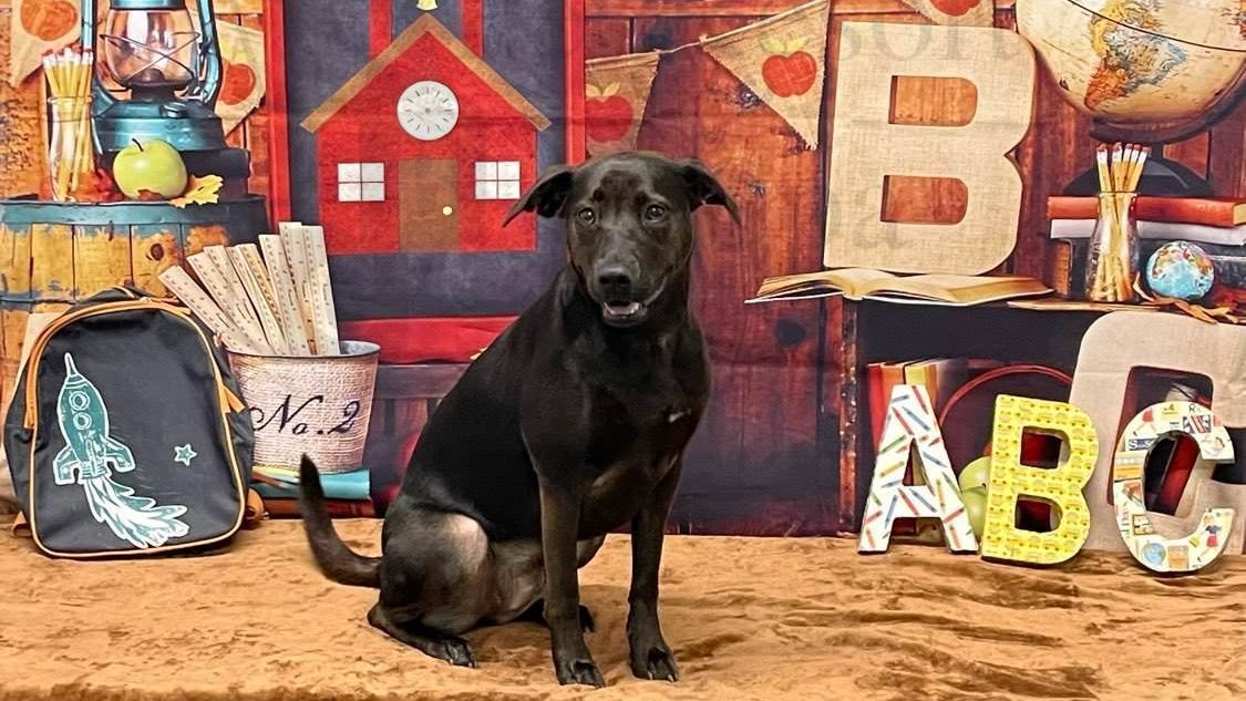 A dog wearing a hula skirt is sitting on the beach.