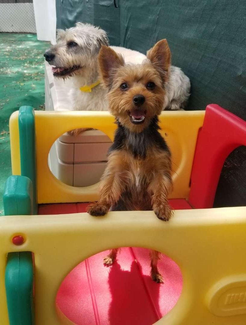 A small dog is sitting on top of a yellow and red toy.