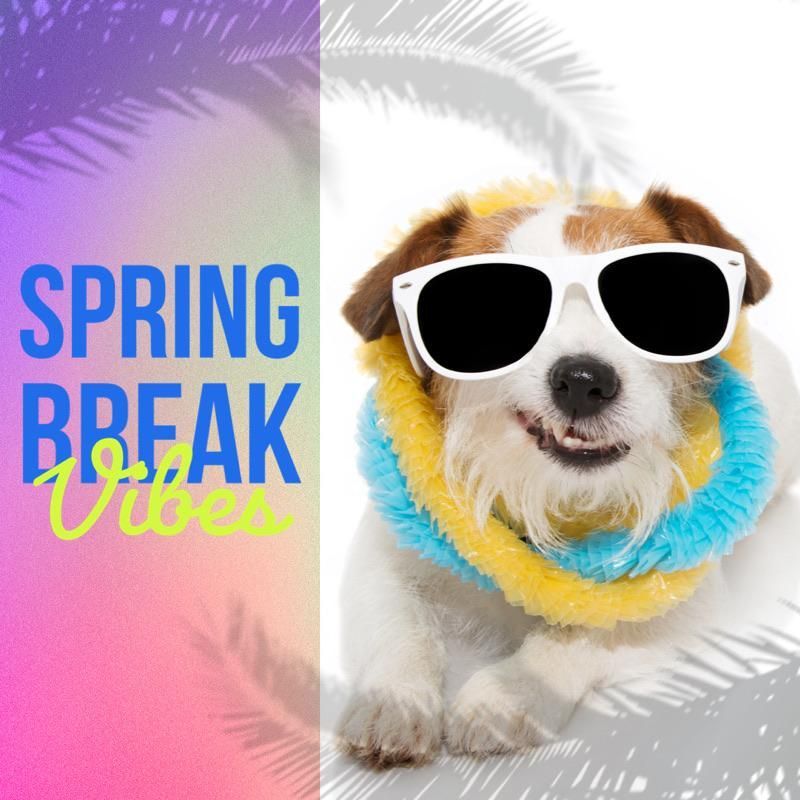 A dog wearing sunglasses and a scarf with the words spring break vibes behind it