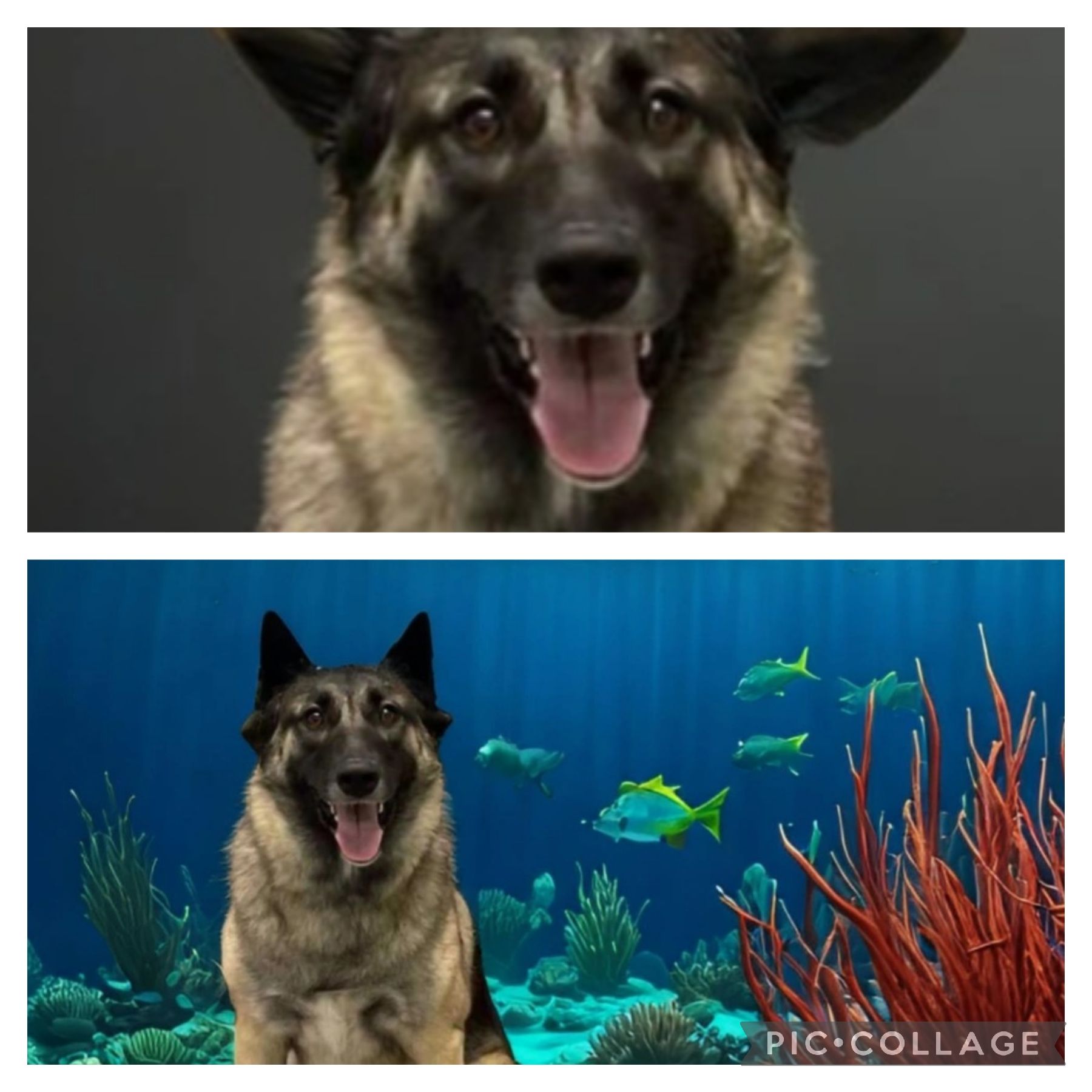 A picture of a dog next to a picture of a fish tank