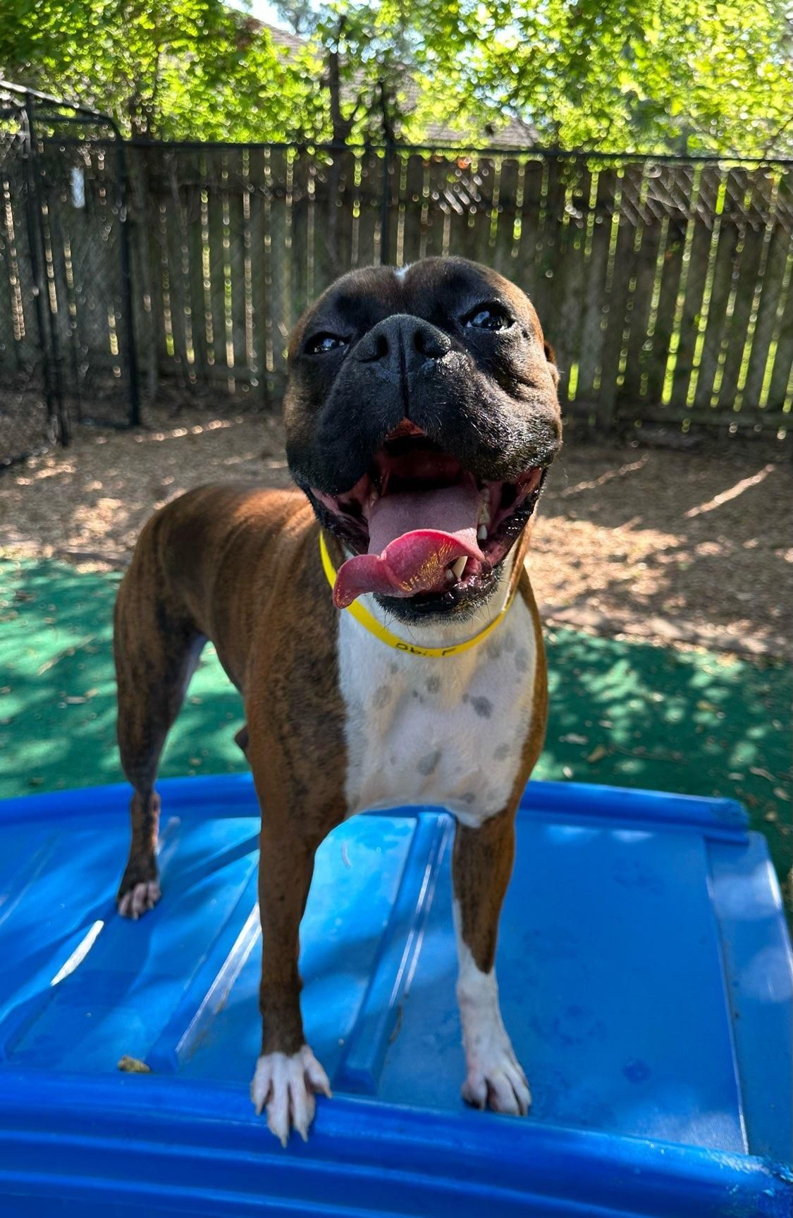 A certificate of training is presented to jennifer wolf