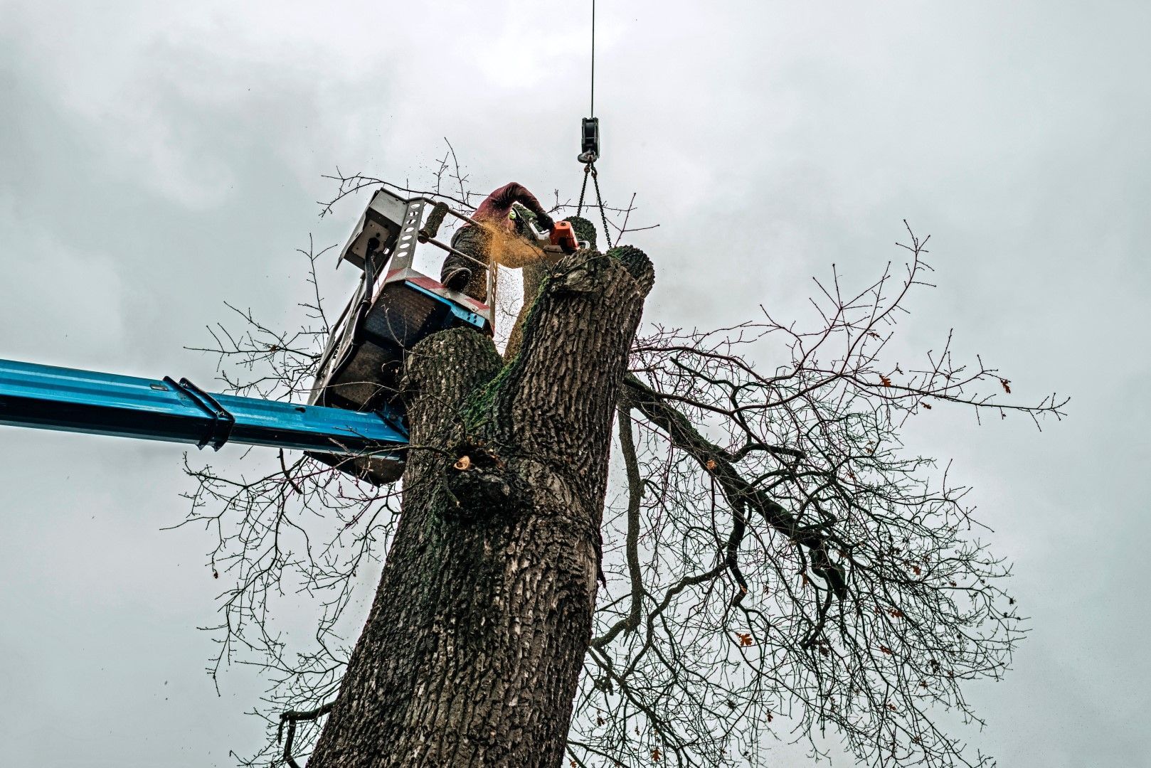 A man is cutting a tree with a crane.