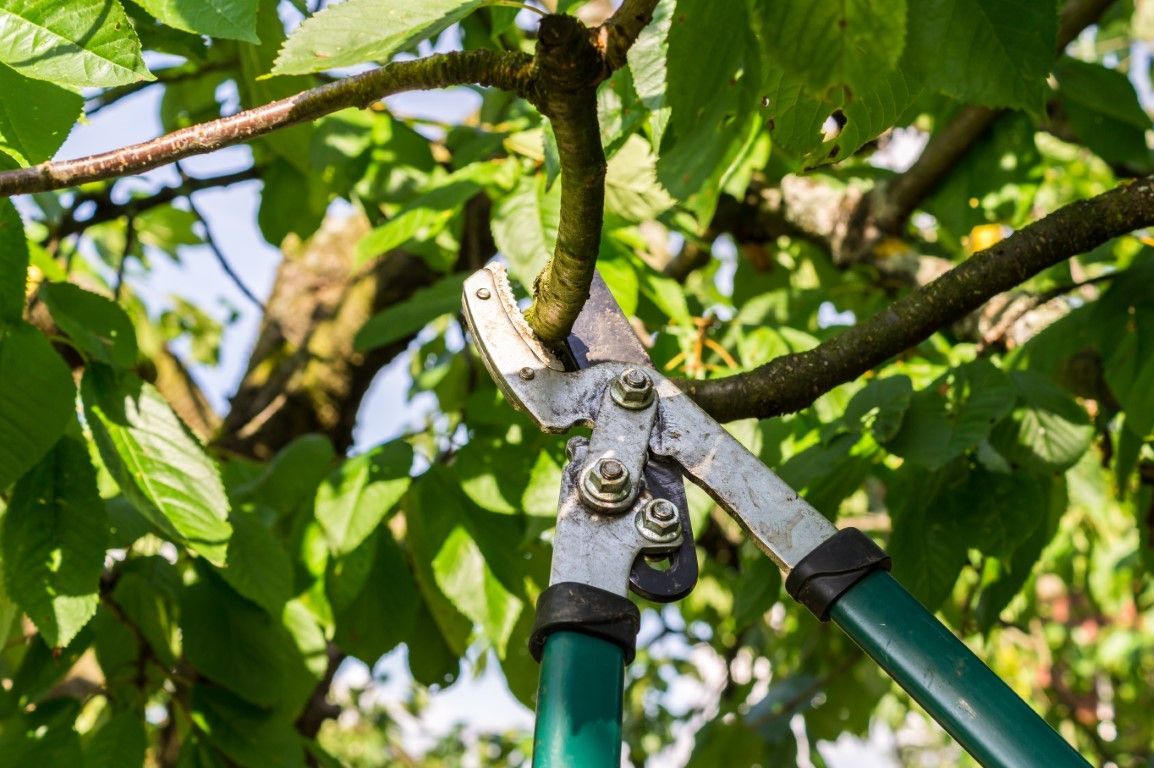 A person is cutting a tree branch with a pair of scissors.