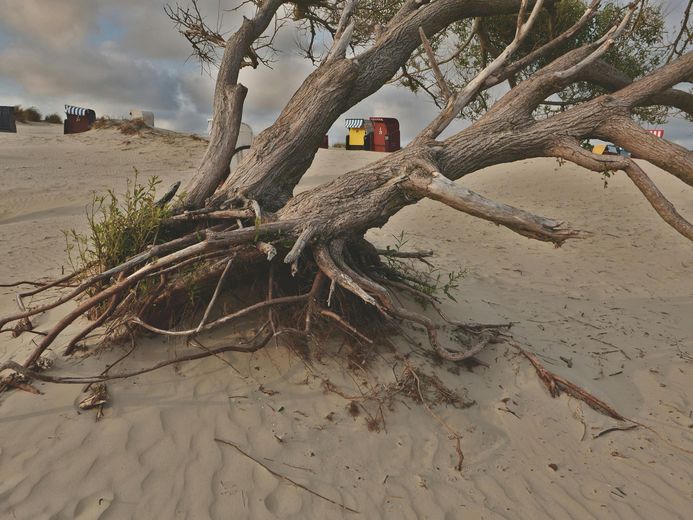 The roots of a tree are visible in the sand