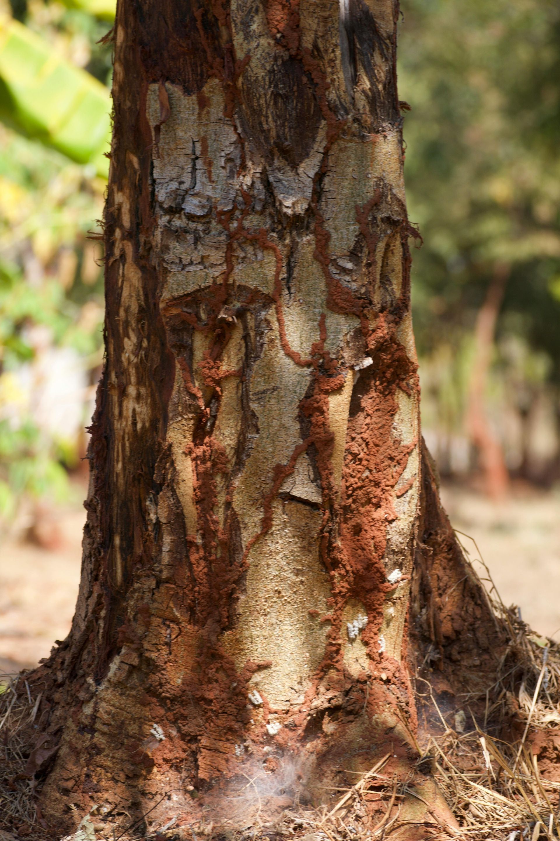 A close up of the trunk of a tree.
