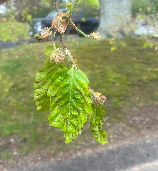 A close up of a green leaf hanging from a tree branch.