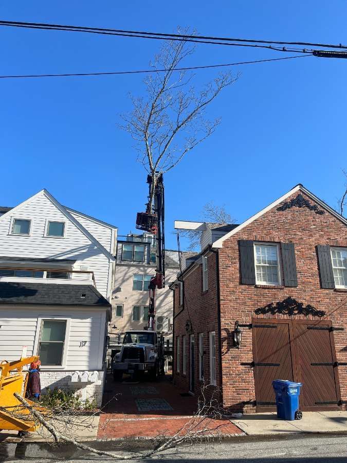 A tree is being cut down in front of a brick house.