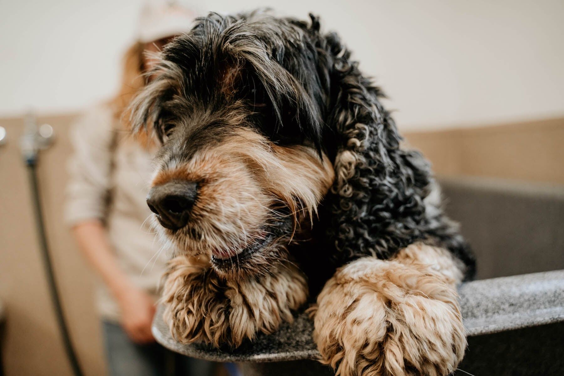 Groomed Dog — Furhill Pet Boarding in East Kempsey, NSW