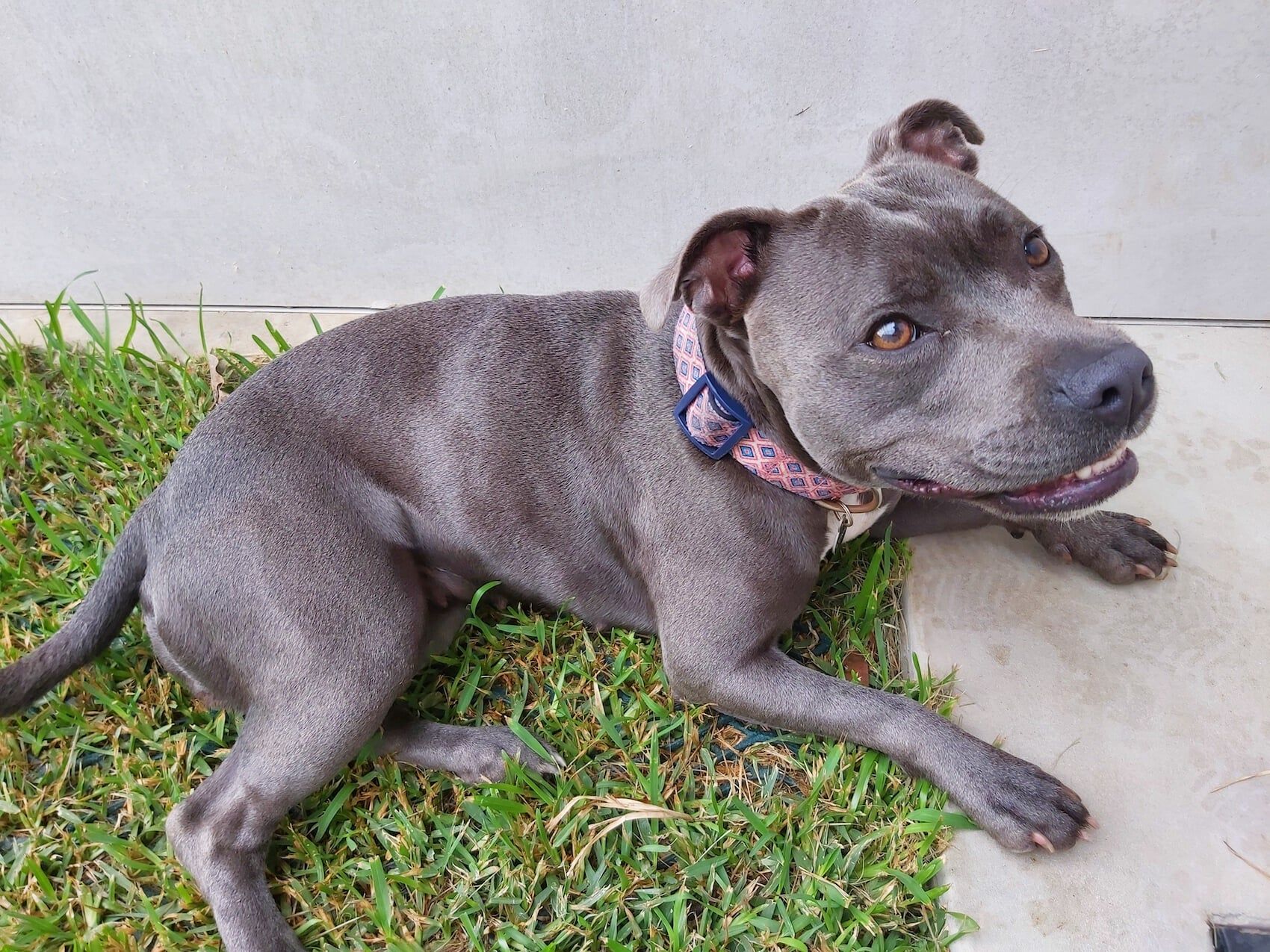 Pitbull — Furhill Pet Boarding in East Kempsey, NSW