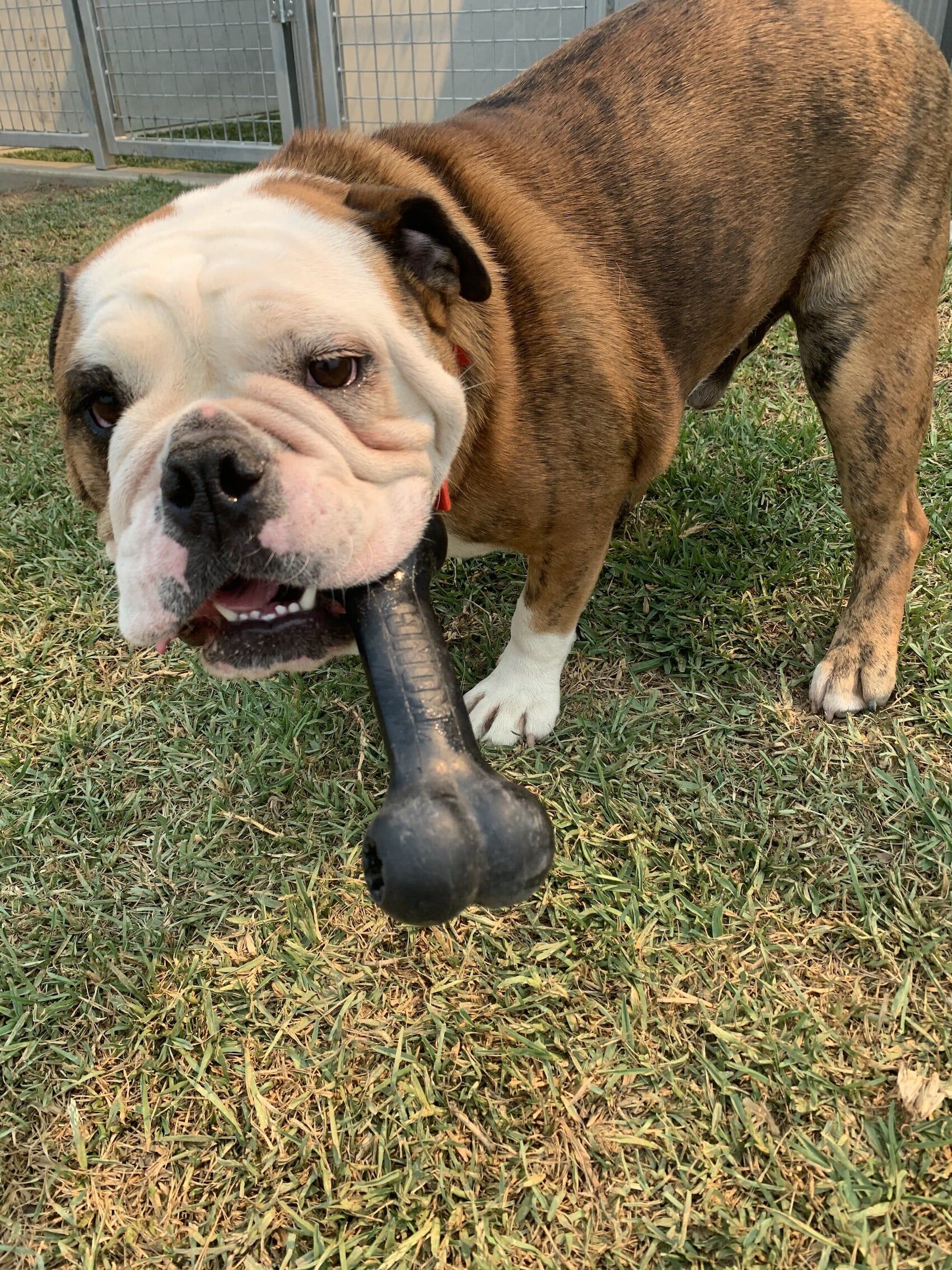 Dog With His Toy — Furhill Pet Boarding in East Kempsey, NSW