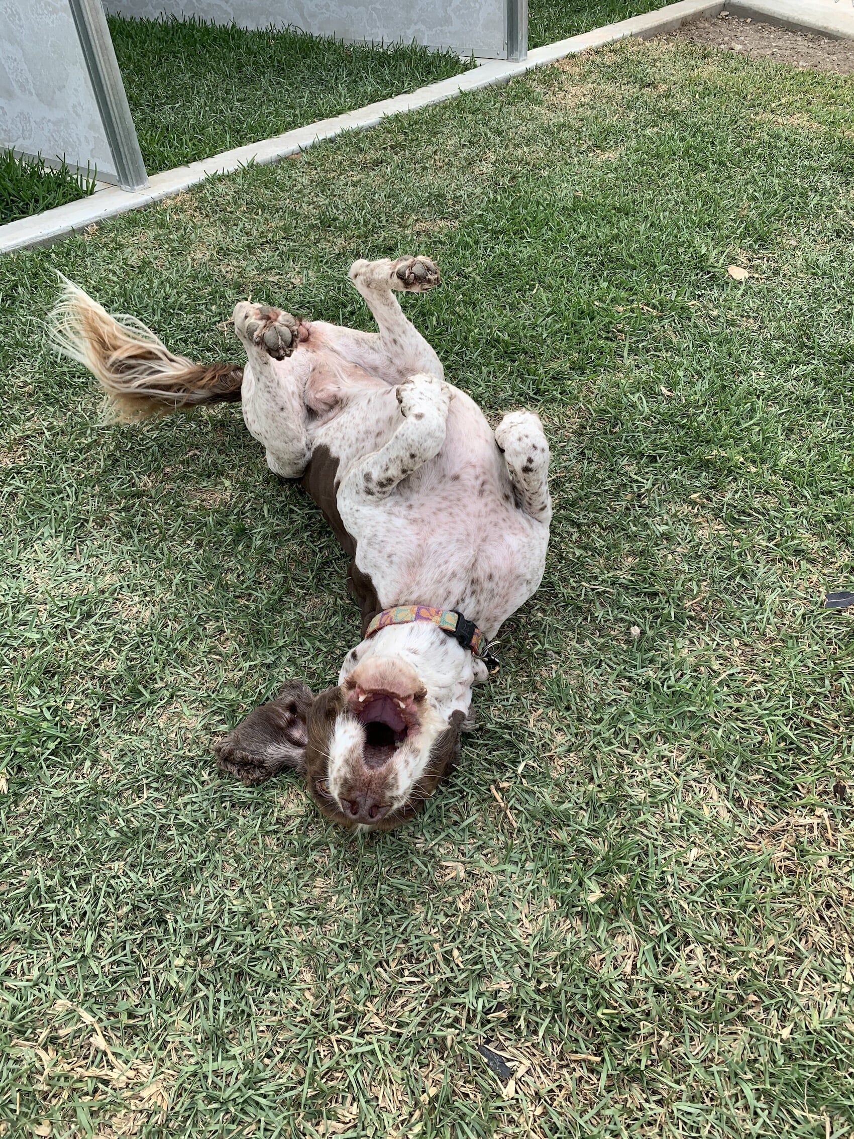 Happy Dog Playing Dead — Furhill Pet Boarding in East Kempsey, NSW