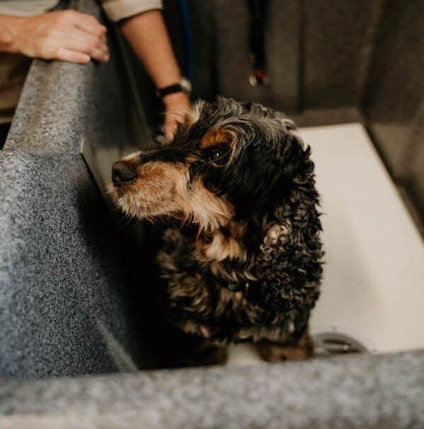 Grooming — Furhill Pet Boarding in East Kempsey, NSW