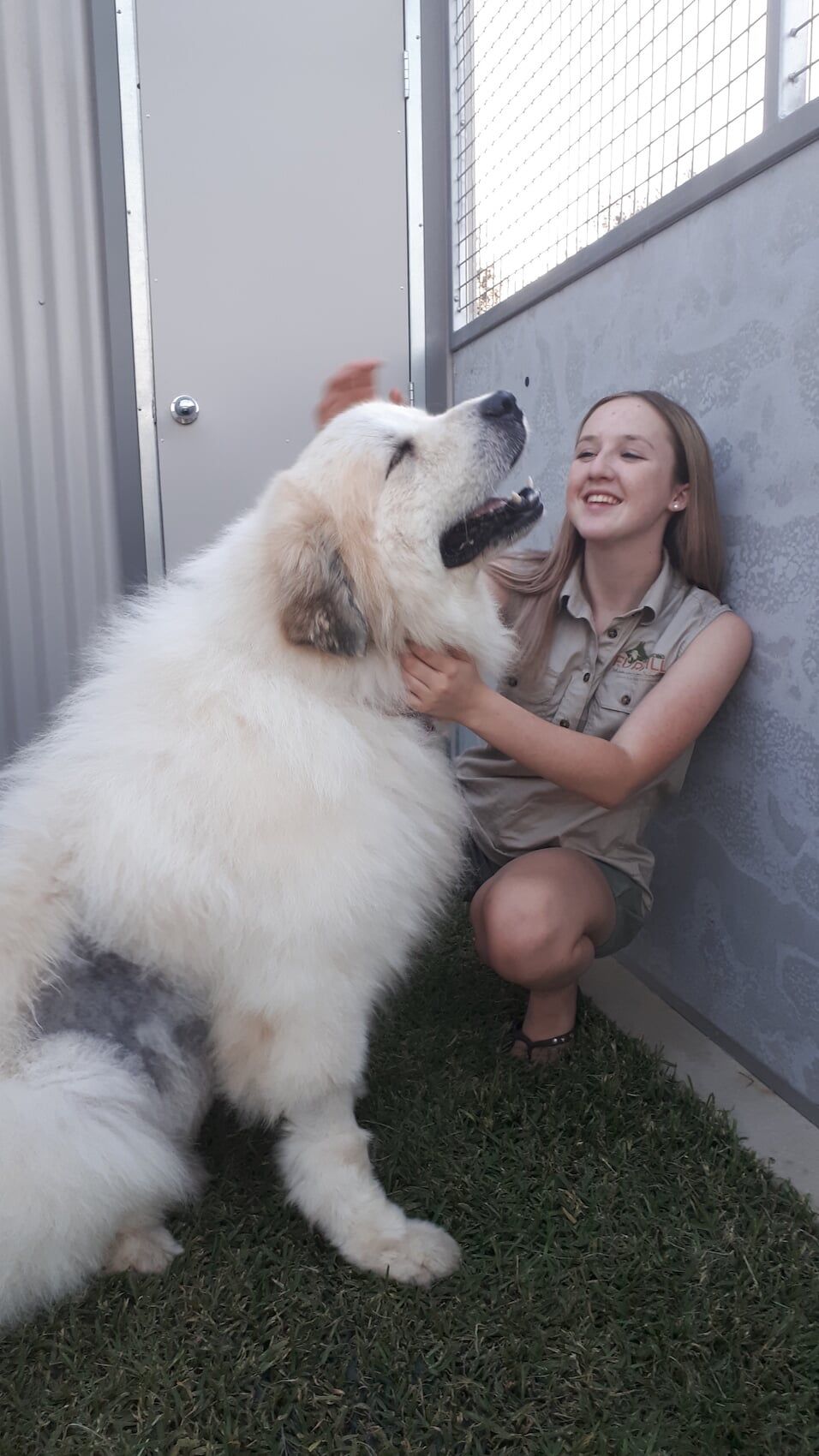 Dog Grooming — Furhill Pet Boarding in East Kempsey, NSW