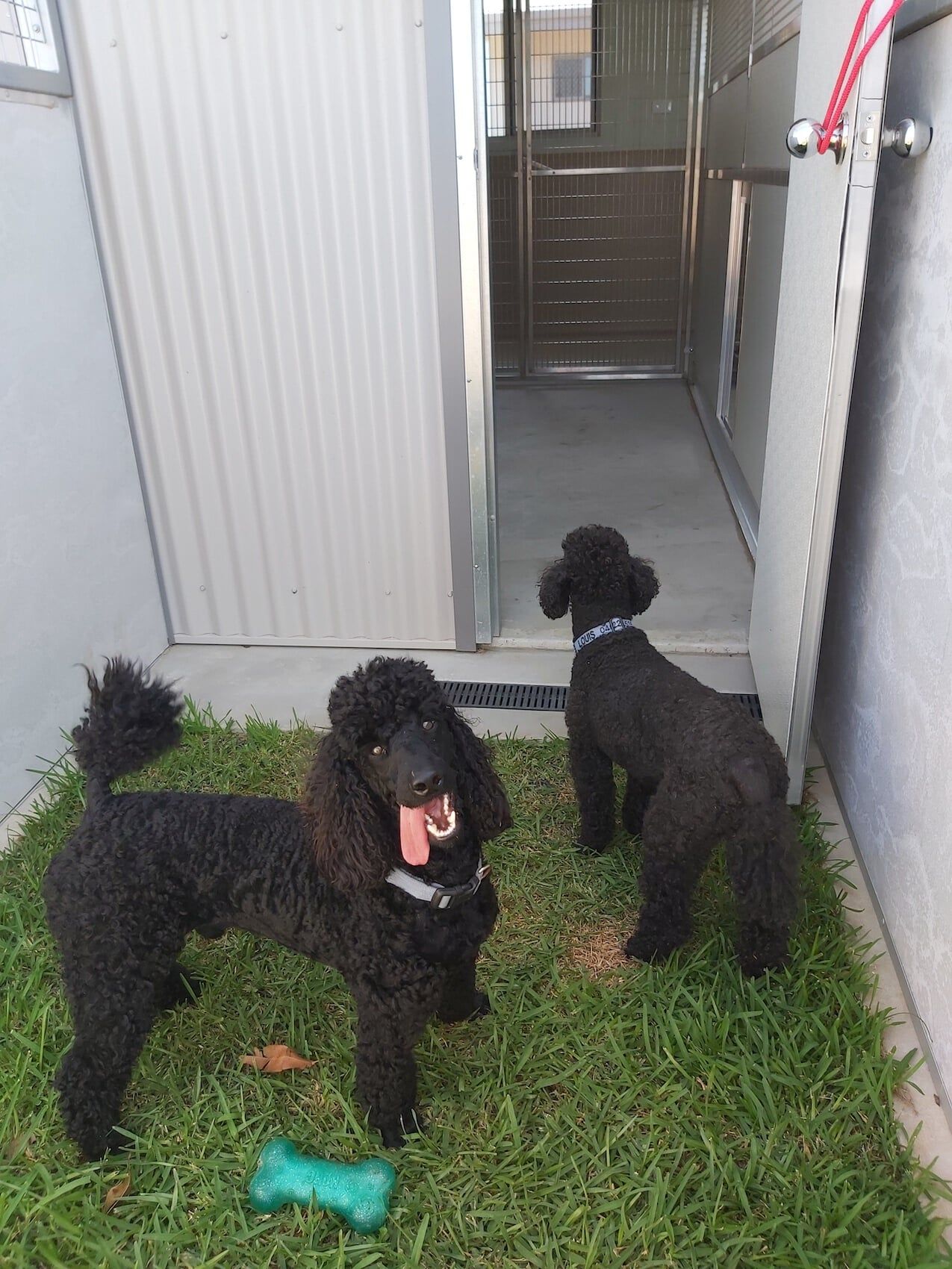 Two Groomed Dogs — Furhill Pet Boarding in East Kempsey, NSW