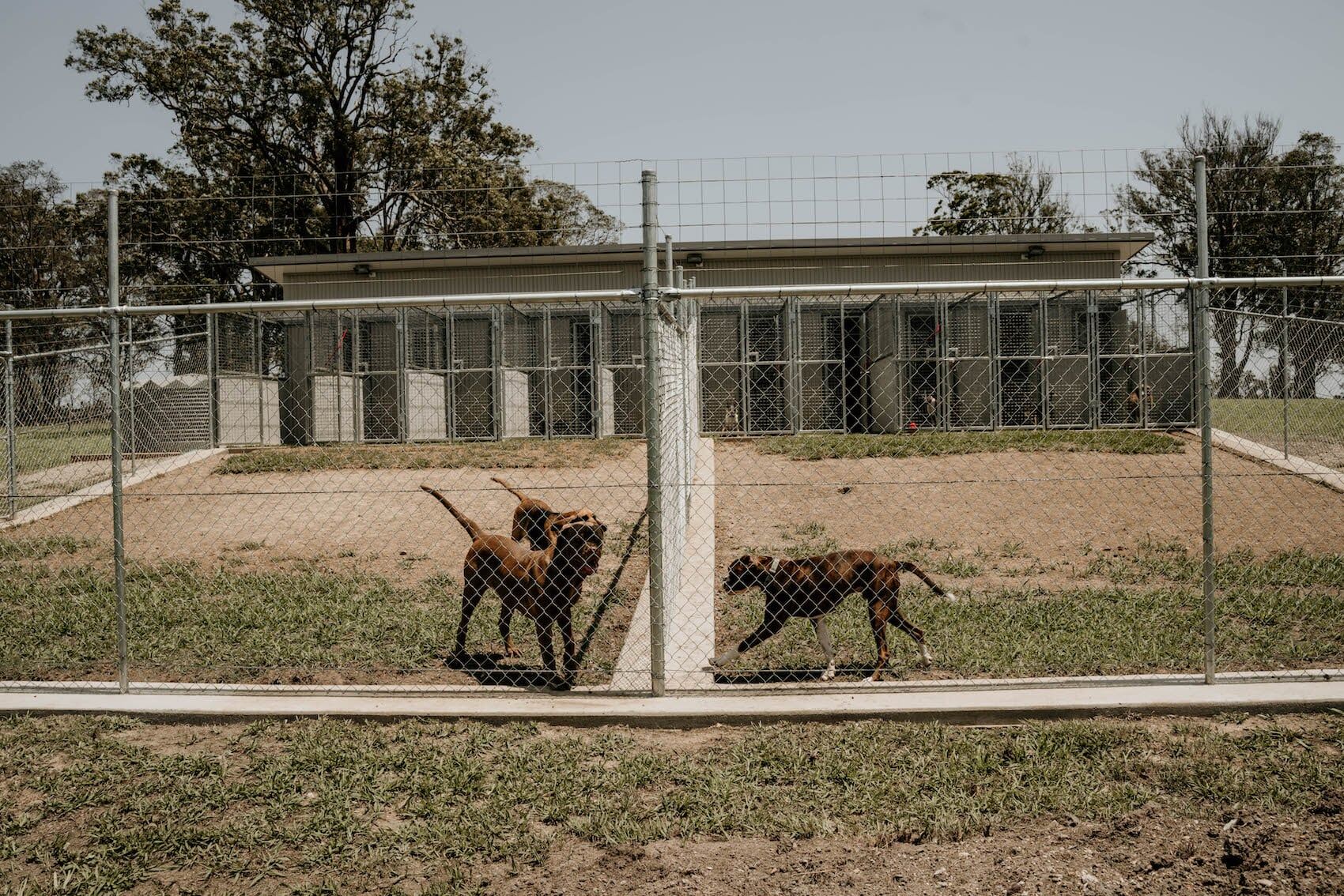 Dog Boarding 11 — Furhill Pet Boarding in East Kempsey, NSW