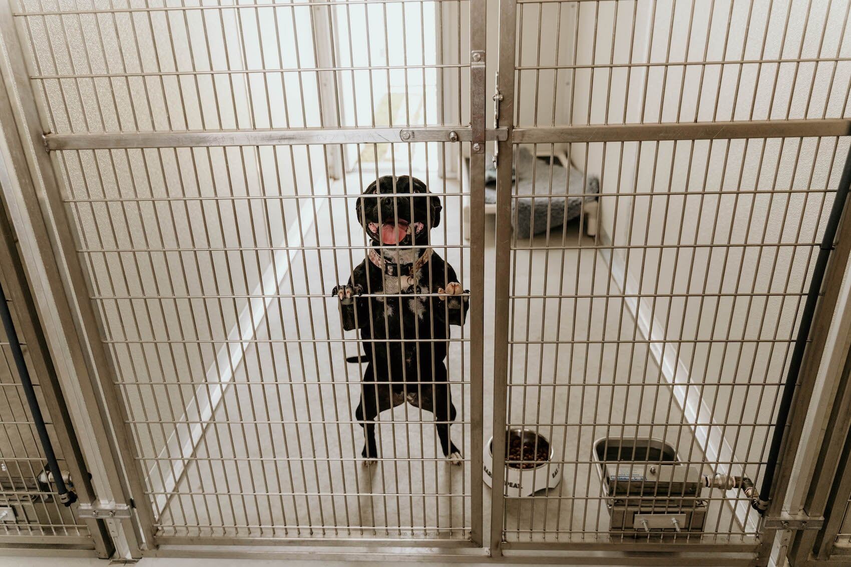 Dog In Room 5 — Furhill Pet Boarding in East Kempsey, NSW