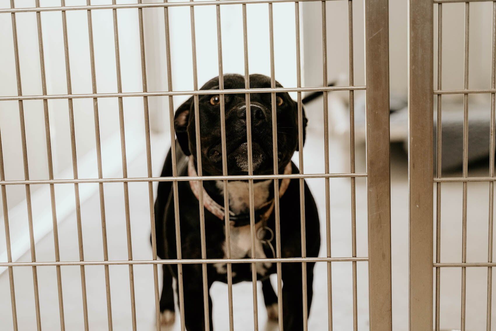 Dog In Room 4 — Furhill Pet Boarding in East Kempsey, NSW