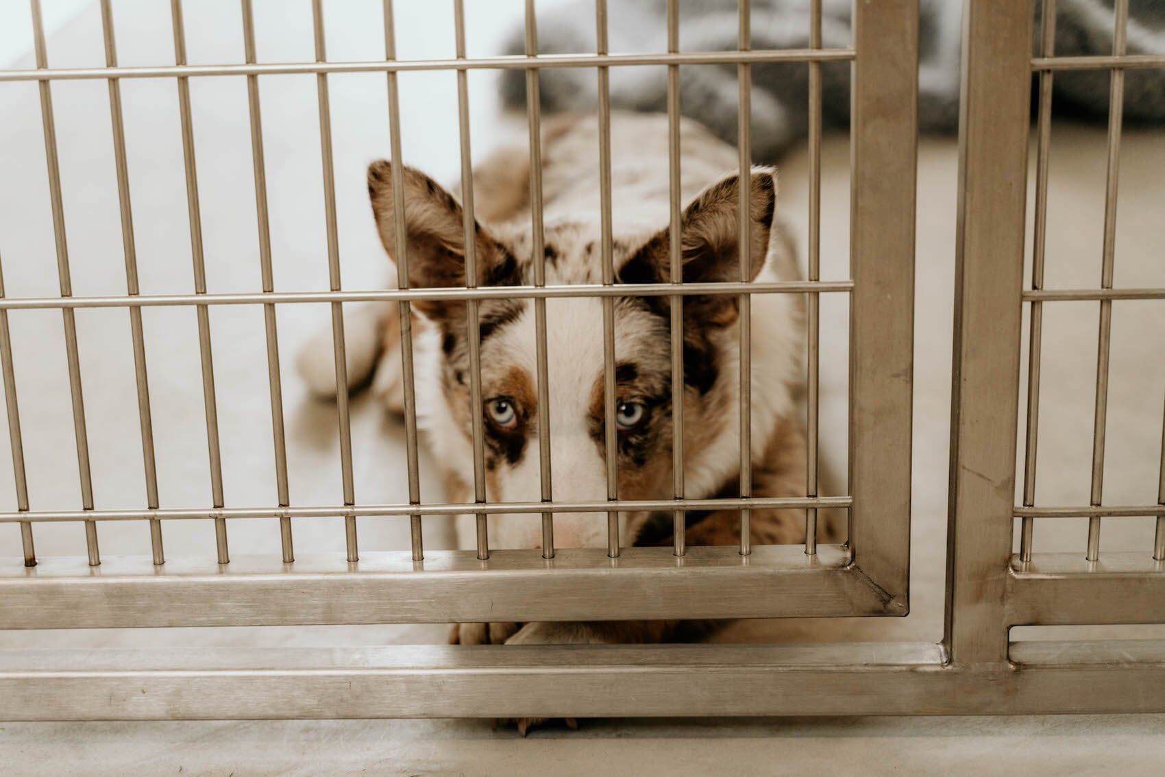 Dog In Room 3 — Furhill Pet Boarding in East Kempsey, NSW