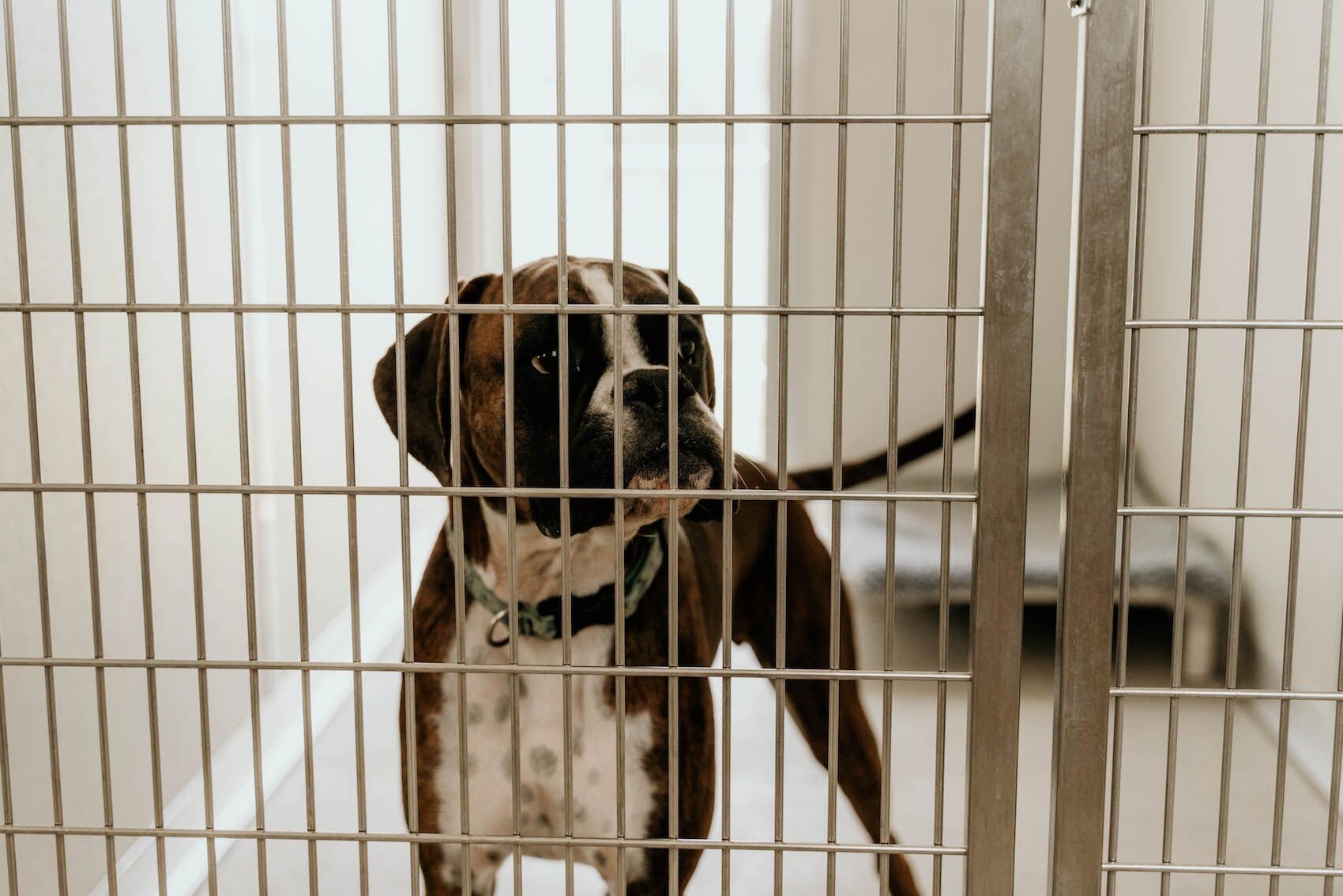 Dog In Room 2 — Furhill Pet Boarding in East Kempsey, NSW