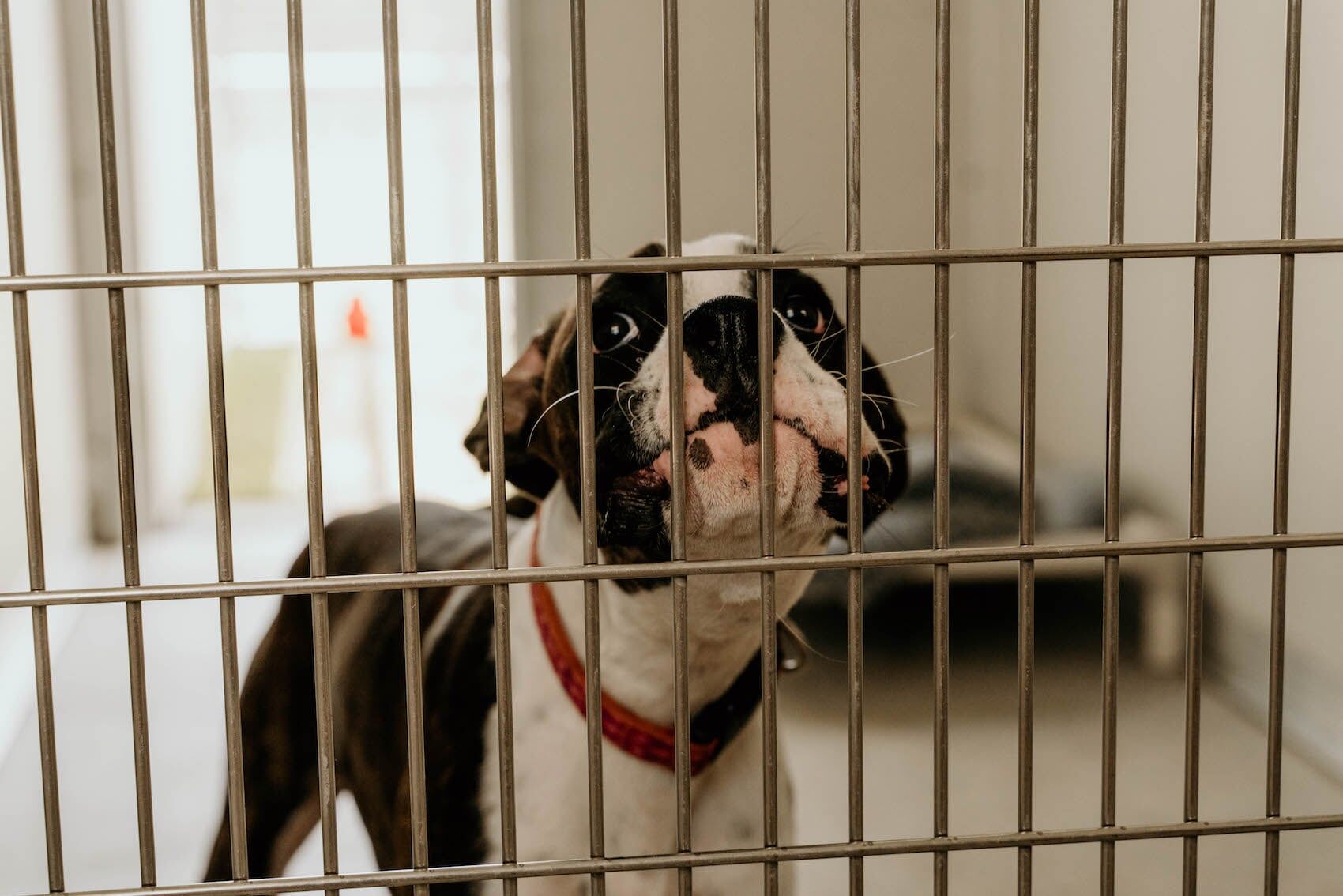 Dog In Room — Furhill Pet Boarding in East Kempsey, NSW