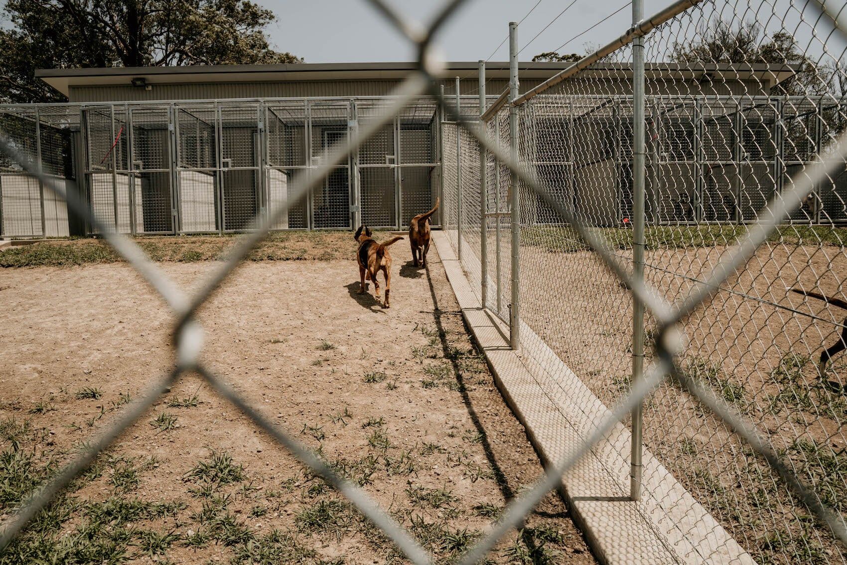 Two Dogs In Bigger Cage — Furhill Pet Boarding in East Kempsey, NSW