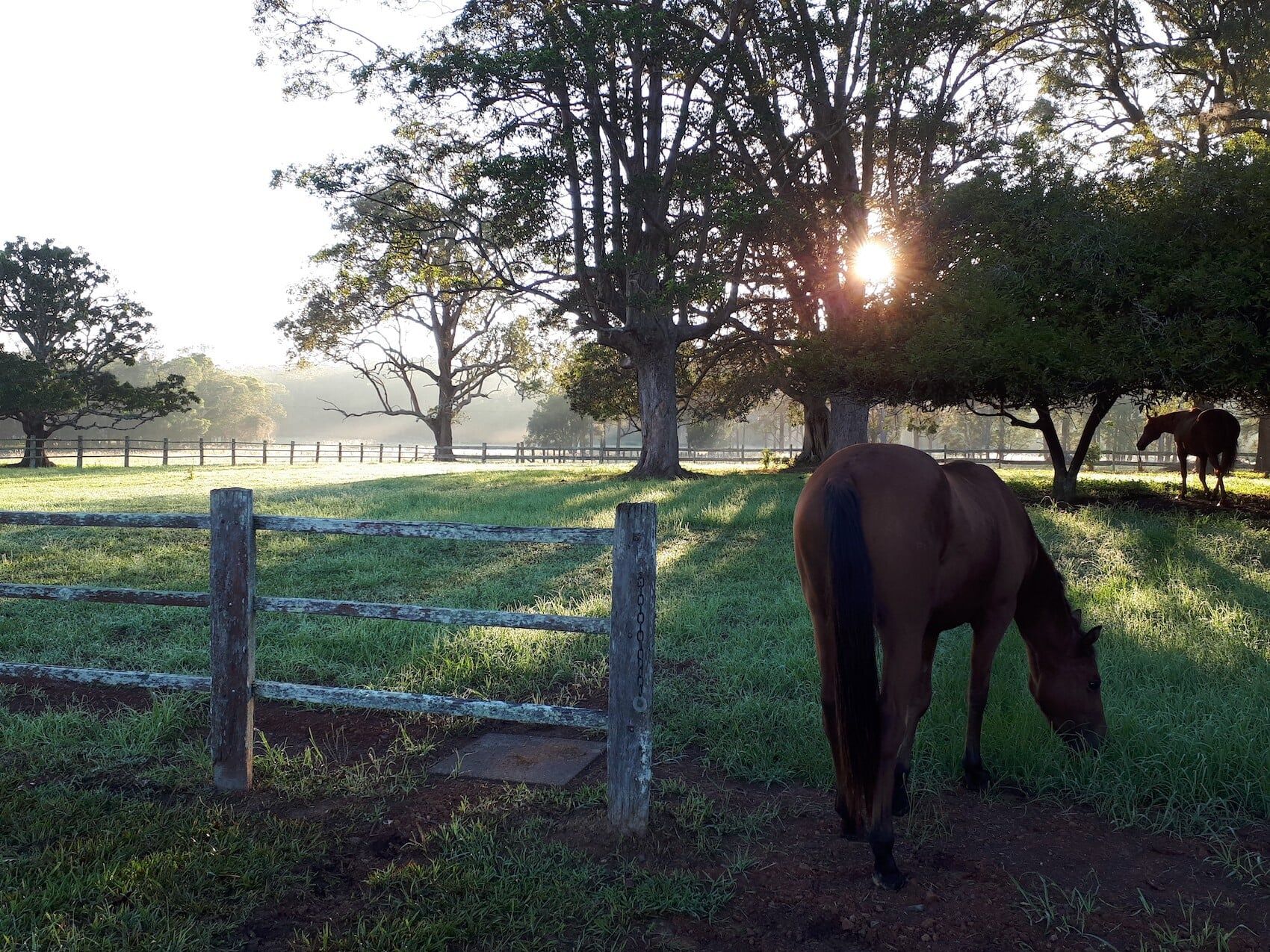 Horses At Yard — Furhill Pet Boarding in East Kempsey, NSW