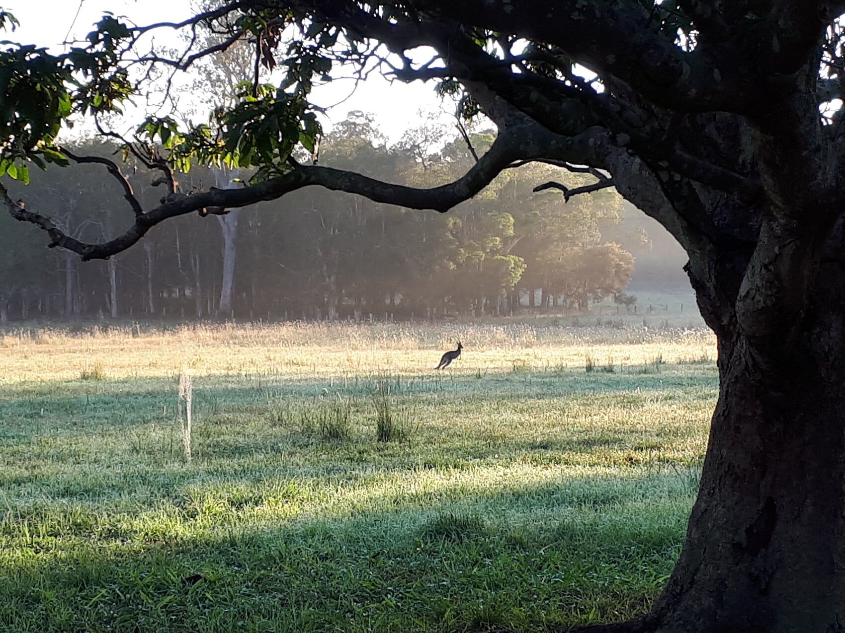 Yard And Tree — Furhill Pet Boarding in East Kempsey, NSW