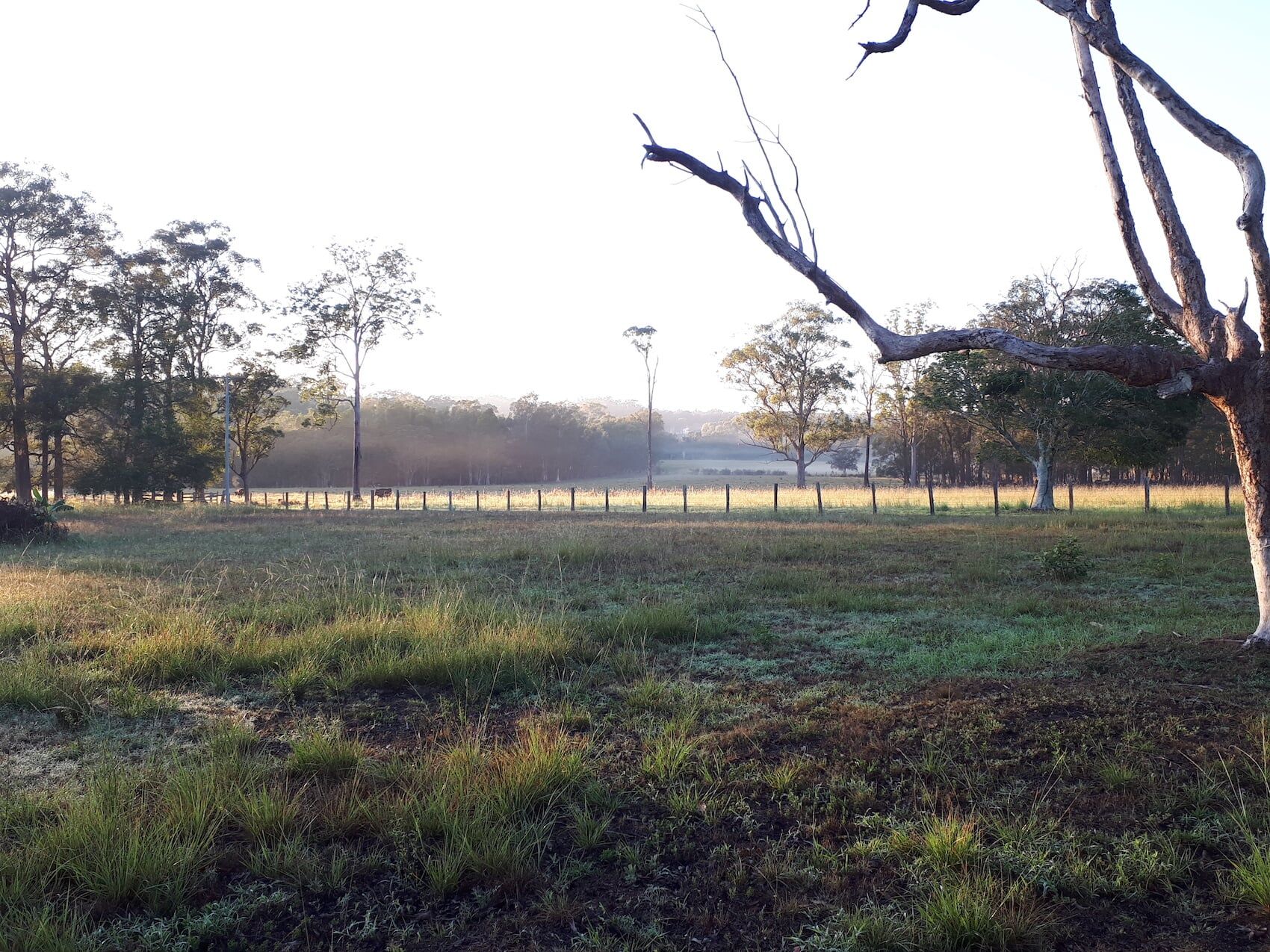 Yards 4 — Furhill Pet Boarding in East Kempsey, NSW