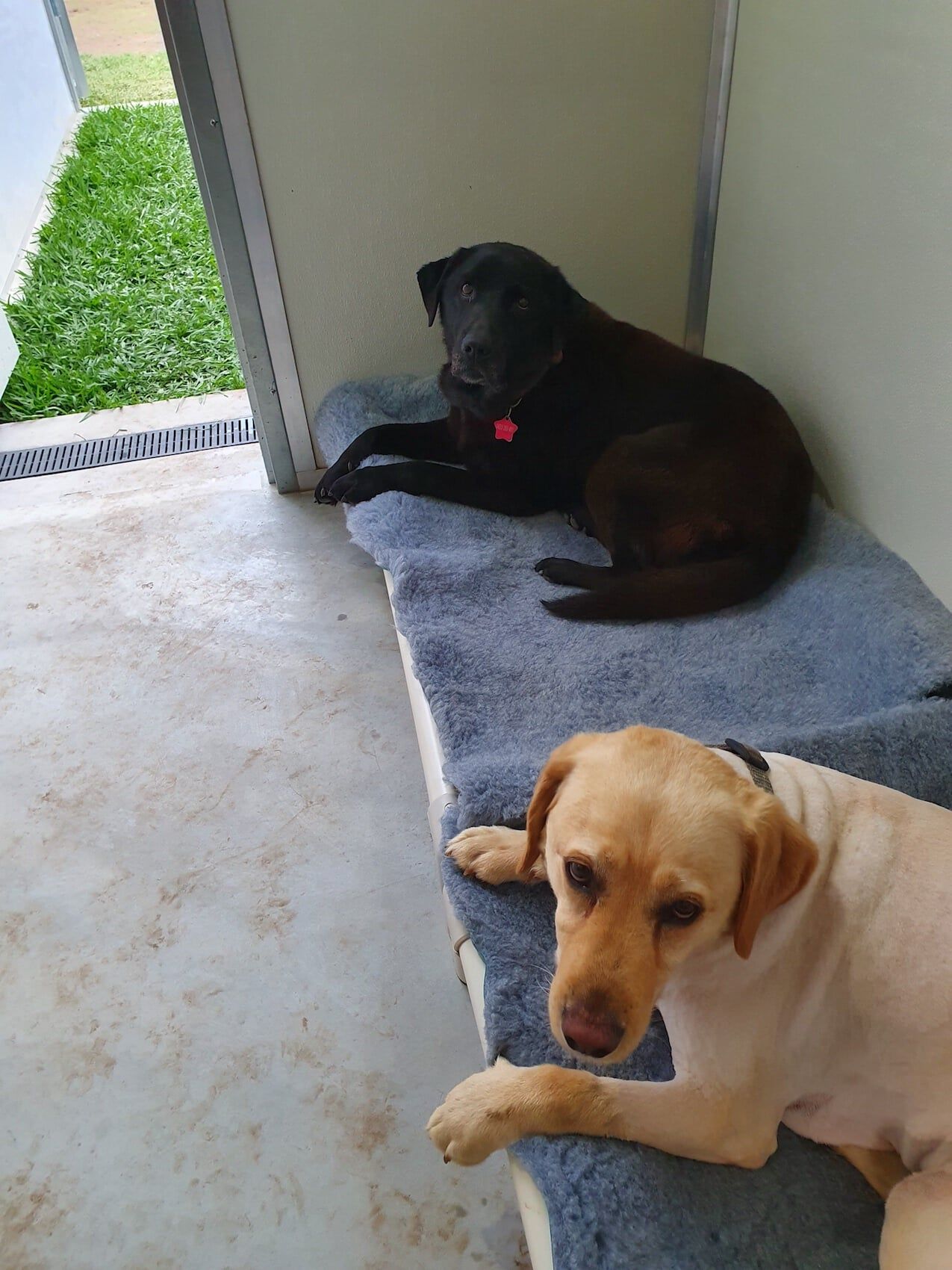 Two Dogs Sitting — Furhill Pet Boarding in East Kempsey, NSW
