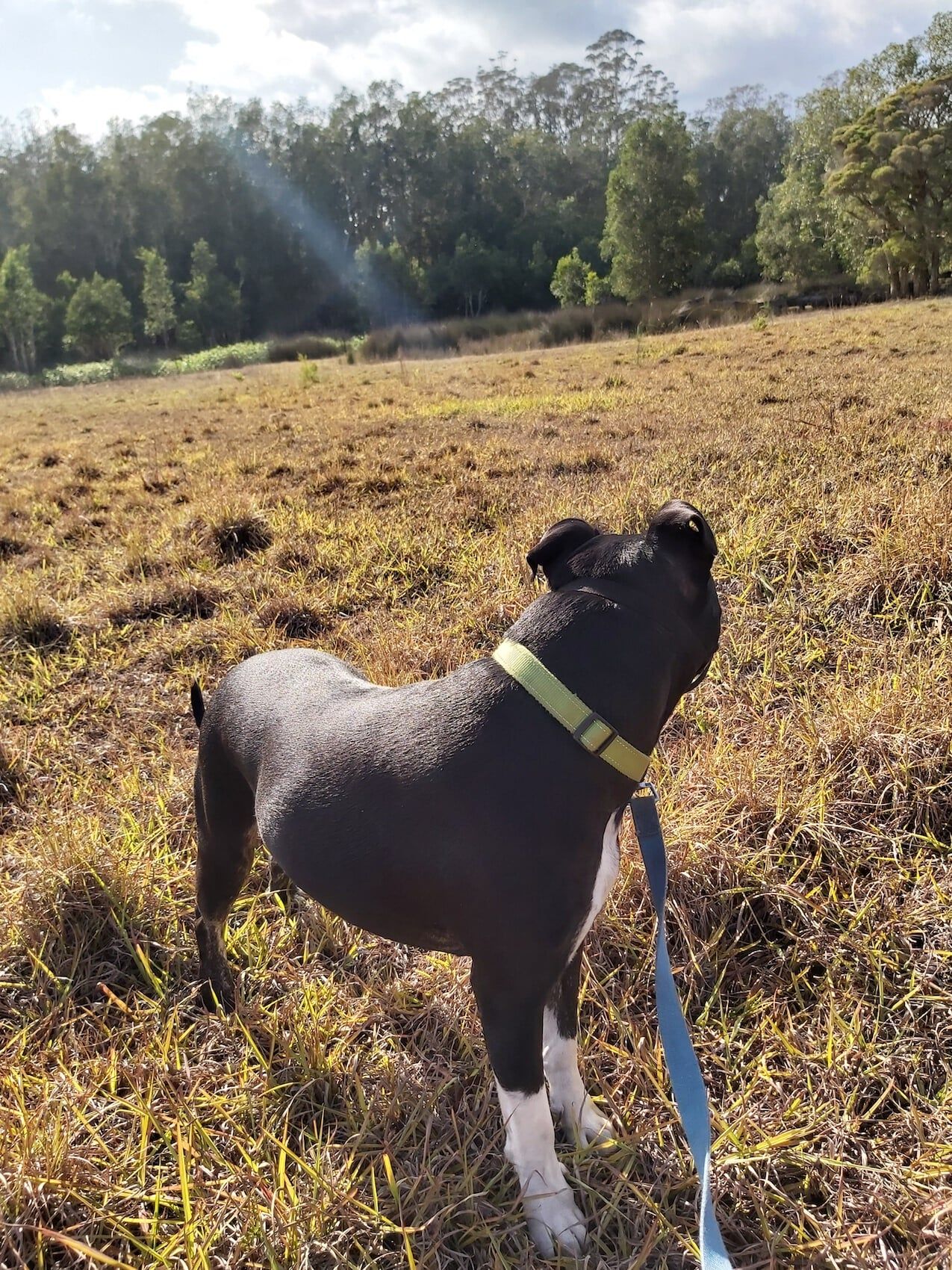 Dog Looking At Back — Furhill Pet Boarding in East Kempsey, NSW