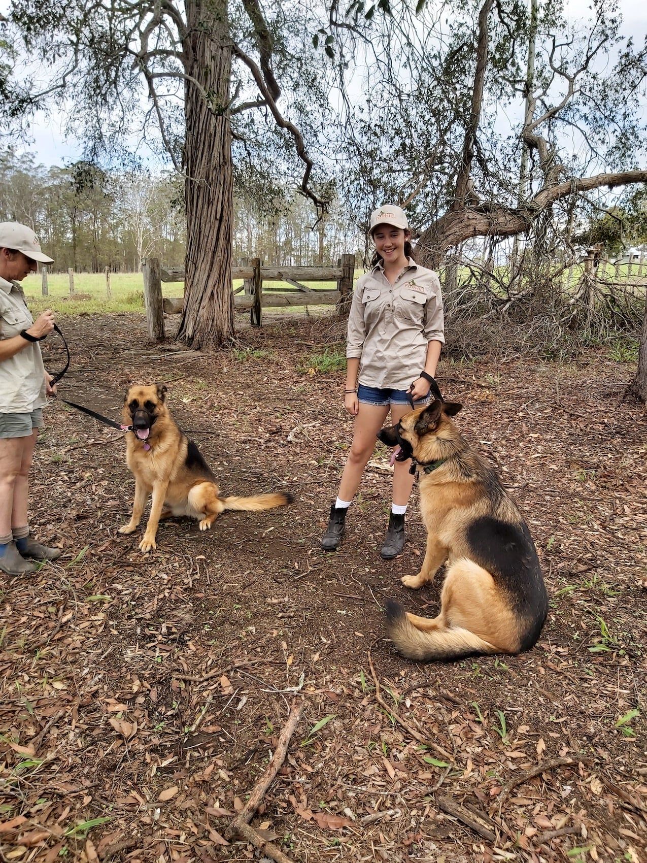 Two German Shepherd — Furhill Pet Boarding in East Kempsey, NSW