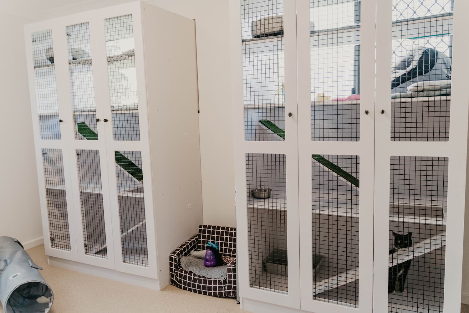 Cosy Cattery — Furhill Pet Boarding in East Kempsey, NSW