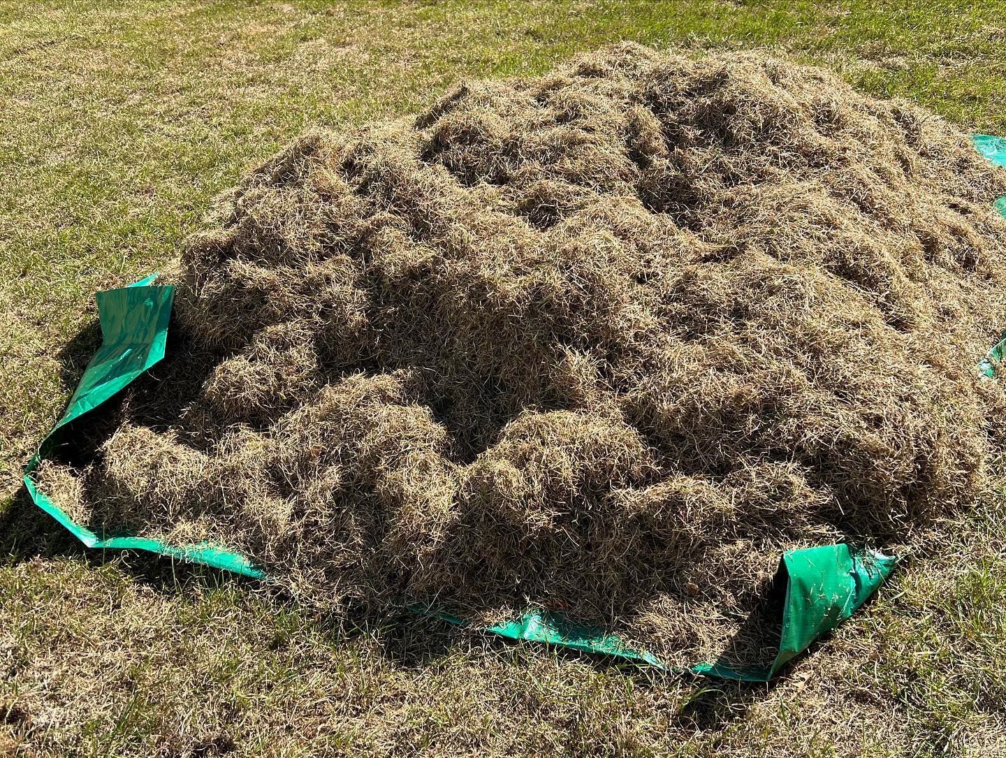 A large pile of light brown wood mulch sits on a green tarp spread over a grassy lawn.