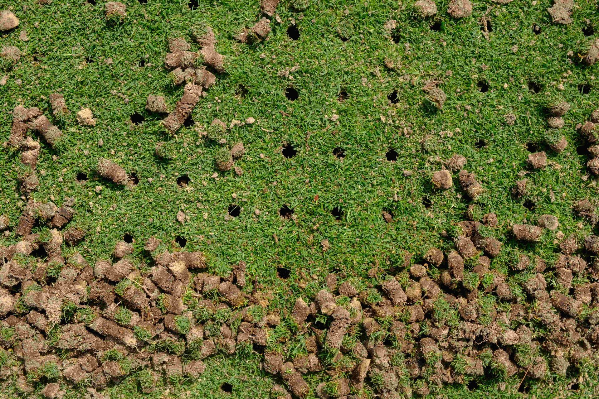 Green field dotted with numerous brown mounds and small dark holes
