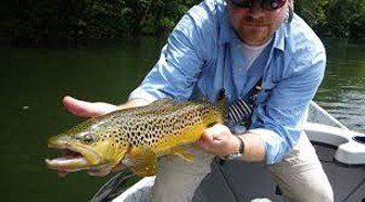 Brown Trout