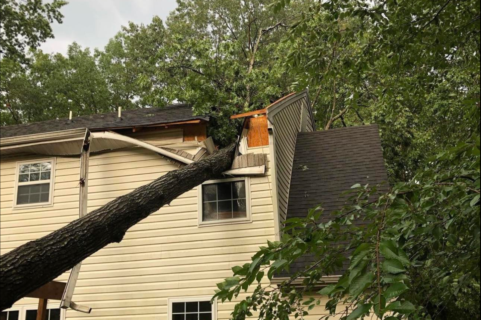 A tree has fallen on the side of a Charlottesville house.