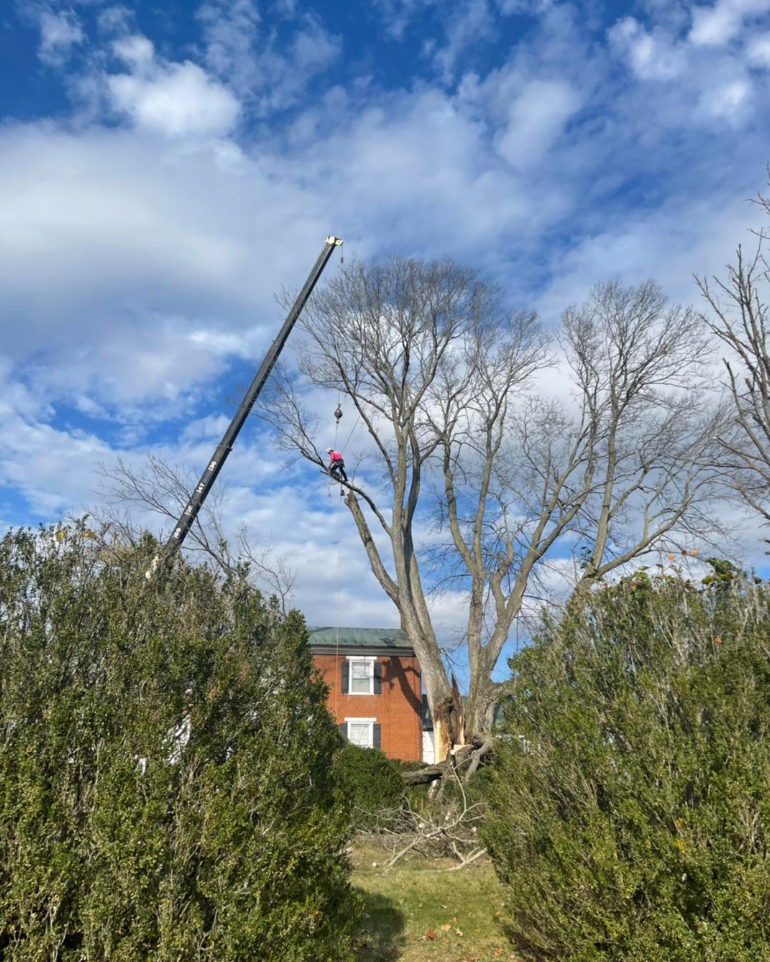 A Sample of Our Tree Removal Work in Albemarle County VA