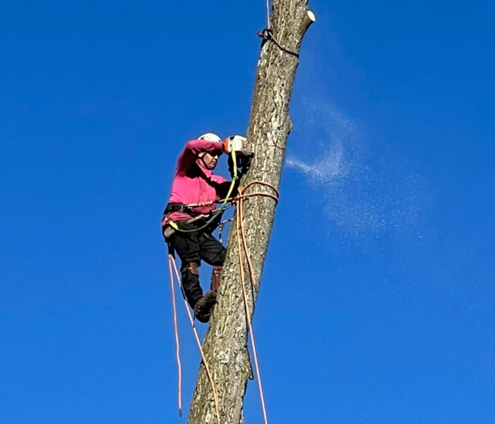 A man is climbing up a tree with a chainsaw.