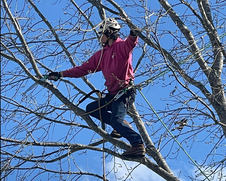 A man wearing a helmet is cutting a tree branch with a saw.