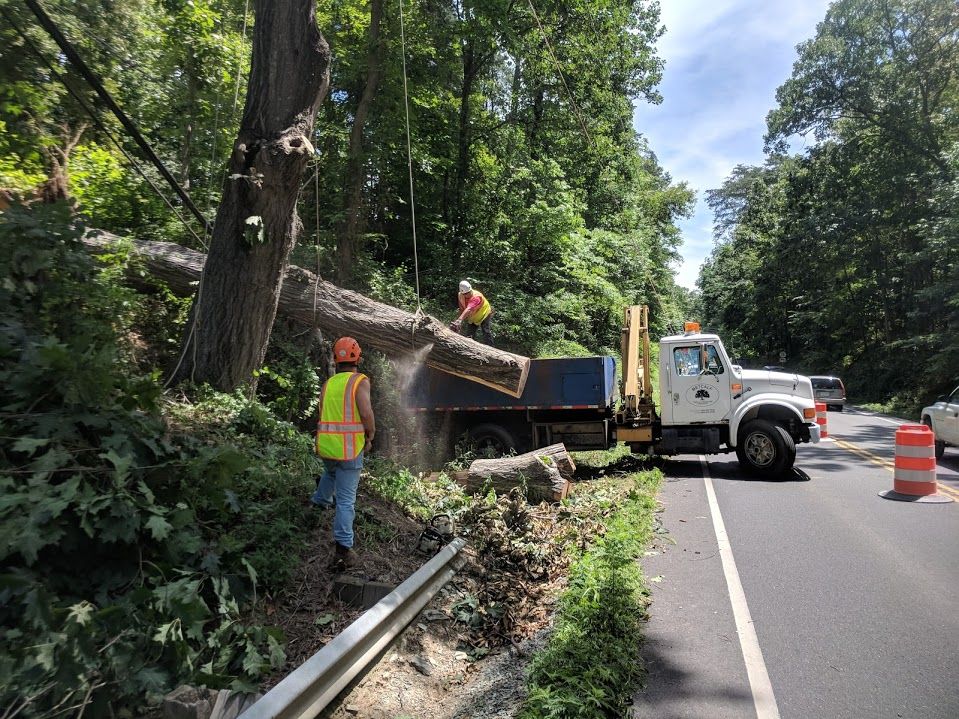 A truck is cutting down a tree on the side of a road.