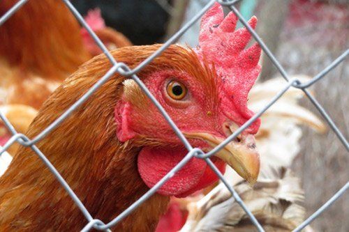 Chicken Behind Chain Link Fence — Pascagoula, MS — Gulf Coast Fence Co.