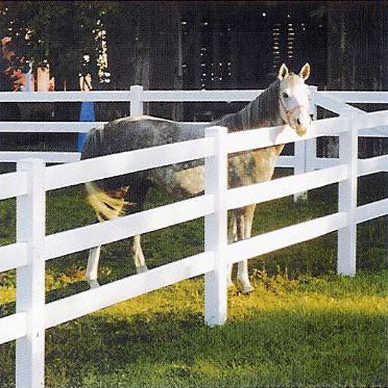 Horse in White Fence — Pascagoula, MS — Gulf Coast Fence Co.