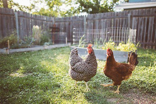 Chickens in Backyard — Pascagoula, MS — Gulf Coast Fence Co.
