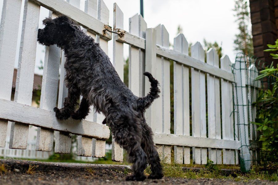 Miniature Black Schnauzer Waiting For Owner Behind Fence — Pascagoula, MS — Gulf Coast Fence Co.