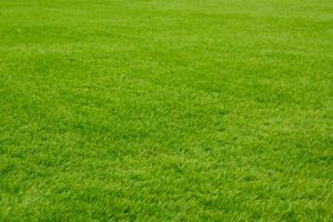 Lush, bright green lawn filling the frame.