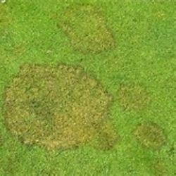 Green lawn with several circular, discolored patches, possibly due to a disease.