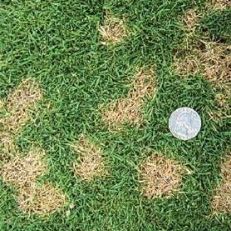 Lawn with several small, circular patches of dead, brown grass, a silver coin is on the grass.