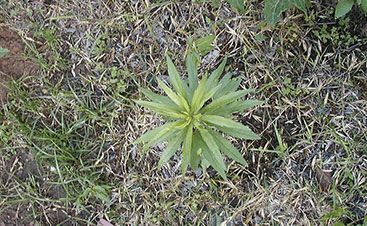 Green plant with long, pointed leaves, growing in dirt and grass.