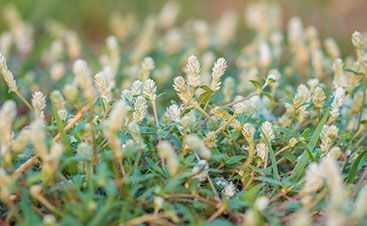 Low-angle shot of a field of small white flowers with green stems and leaves; blurry background.
