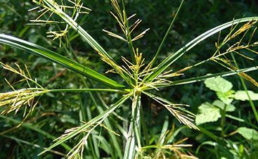 Green grass-like plant with long leaves, yellow flower clusters radiating outwards.